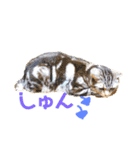 まめ吉たち3（個別スタンプ：23）