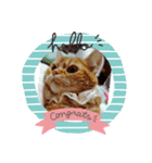 ねこのアメリカンショートヘア可愛い三兄弟（個別スタンプ：1）