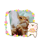 ねこのアメリカンショートヘア可愛い三兄弟（個別スタンプ：4）