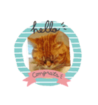 ねこのアメリカンショートヘア可愛い三兄弟（個別スタンプ：5）