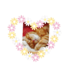 ねこのアメリカンショートヘア可愛い三兄弟（個別スタンプ：6）