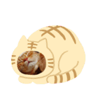 ねこのアメリカンショートヘア可愛い三兄弟（個別スタンプ：7）