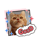 ねこのアメリカンショートヘア可愛い三兄弟（個別スタンプ：8）