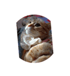 ねこのアメリカンショートヘア可愛い三兄弟（個別スタンプ：10）