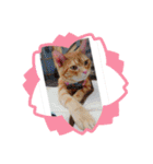 ねこのアメリカンショートヘア可愛い三兄弟（個別スタンプ：13）