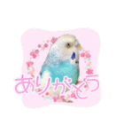 ピピ(Lv.11)のスタンプ。（個別スタンプ：1）