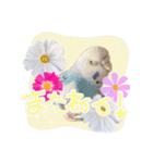 ピピ(Lv.11)のスタンプ。（個別スタンプ：4）