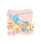 ピピ(Lv.11)のスタンプ。（個別スタンプ：6）