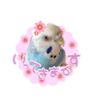ピピ(Lv.11)のスタンプ。（個別スタンプ：7）