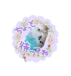 ピピ(Lv.11)のスタンプ。（個別スタンプ：11）