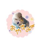 ピピ(Lv.11)のスタンプ。（個別スタンプ：12）