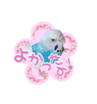 ピピ(Lv.11)のスタンプ。（個別スタンプ：13）