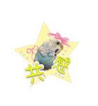 ピピ(Lv.11)のスタンプ。（個別スタンプ：22）