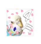 ピピ(Lv.11)のスタンプ。（個別スタンプ：28）