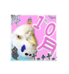 ピピ(Lv.11)のスタンプ。（個別スタンプ：34）