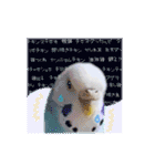 ピピ(Lv.11)のスタンプ。（個別スタンプ：37）