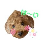 トイぷぅ（個別スタンプ：3）