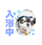 ライト動物病院 ver4（個別スタンプ：6）