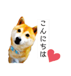 ライト動物病院 ver4（個別スタンプ：9）