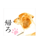 ライト動物病院 ver4（個別スタンプ：10）