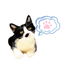 ライト動物病院 ver4（個別スタンプ：21）