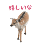 鹿（シカ）のBIGスタンプ！ほほえみフレンズ（個別スタンプ：9）