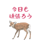 鹿（シカ）のBIGスタンプ！ほほえみフレンズ（個別スタンプ：18）