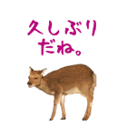 鹿（シカ）のBIGスタンプ！ほほえみフレンズ（個別スタンプ：23）