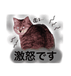 にゃんこのノアち（個別スタンプ：2）