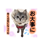 にゃんこのノアち（個別スタンプ：4）
