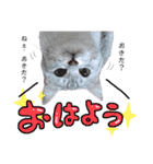 にゃんこのノアち（個別スタンプ：7）