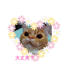 可愛いアメリカンショートヘアねこのルタ（個別スタンプ：7）