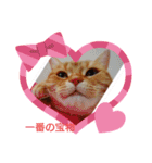 可愛いアメリカンショートヘアねこのルタ（個別スタンプ：9）
