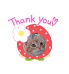 可愛いアメリカンショートヘアねこのルタ（個別スタンプ：10）