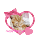 可愛いアメリカンショートヘアねこのルタ（個別スタンプ：11）