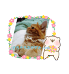 可愛いアメリカンショートヘアねこのルタ（個別スタンプ：14）