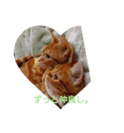 可愛いアメリカンショートヘアねこのルタ（個別スタンプ：15）