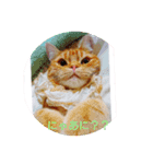 可愛いアメリカンショートヘアねこのルタ（個別スタンプ：16）