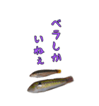 釣り師のスタンプ（個別スタンプ：2）