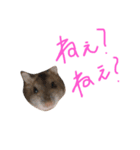 ハムスターのあおいちゃん（個別スタンプ：3）