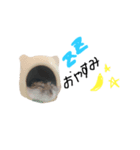 ハムスターのあおいちゃん（個別スタンプ：8）