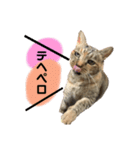 チョコおばあちゃん（個別スタンプ：1）