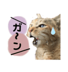 チョコおばあちゃん（個別スタンプ：6）