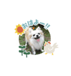 愛犬スタンプチワワ（個別スタンプ：1）