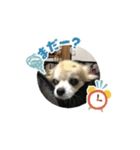 愛犬スタンプチワワ（個別スタンプ：2）