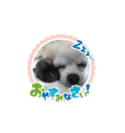 愛犬スタンプチワワ（個別スタンプ：3）