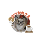 愛犬スタンプチワワ（個別スタンプ：4）