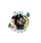 愛犬スタンプチワワ（個別スタンプ：5）