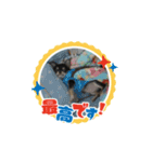 愛犬スタンプチワワ（個別スタンプ：6）
