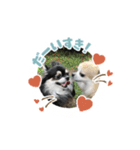 愛犬スタンプチワワ（個別スタンプ：7）